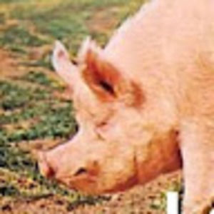 Meet your Posher, Siobhan